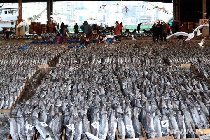 歴代最多のサワラ、釜山共同魚市場で販売