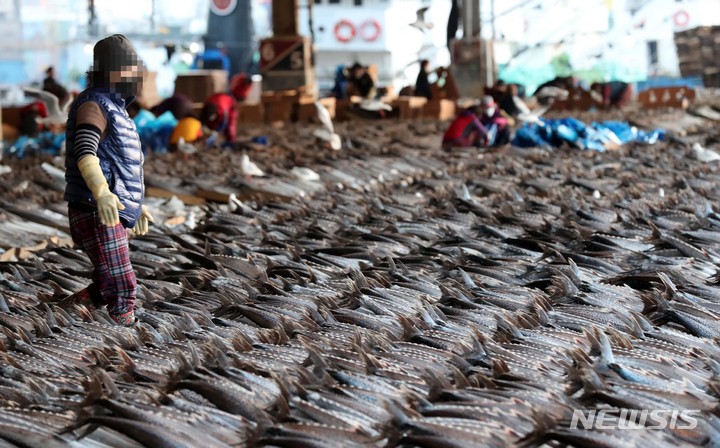 歴代最多のサワラ、釜山共同魚市場で販売