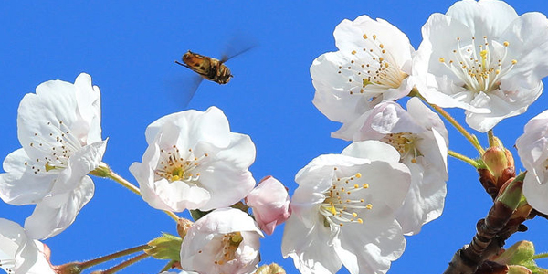 桜が咲いた済州島