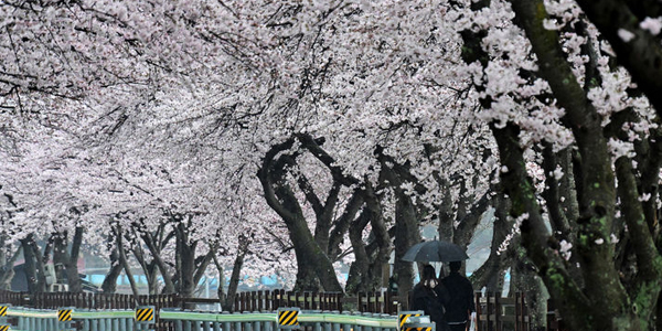 春雨が降る南海の桜並木