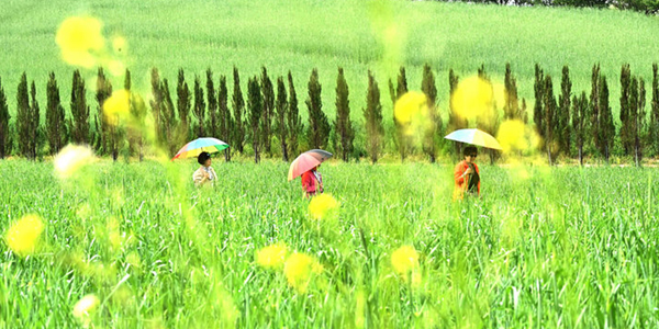 緑の波がうねるライ麦畑