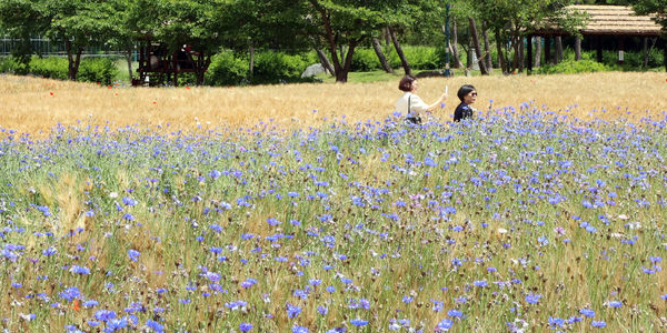 ヤグルマギクの花を鑑賞する市民